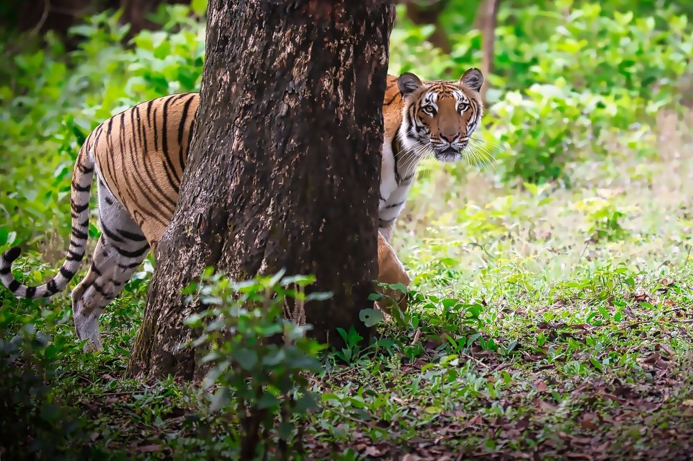 Photograph by Snehanand Sinha