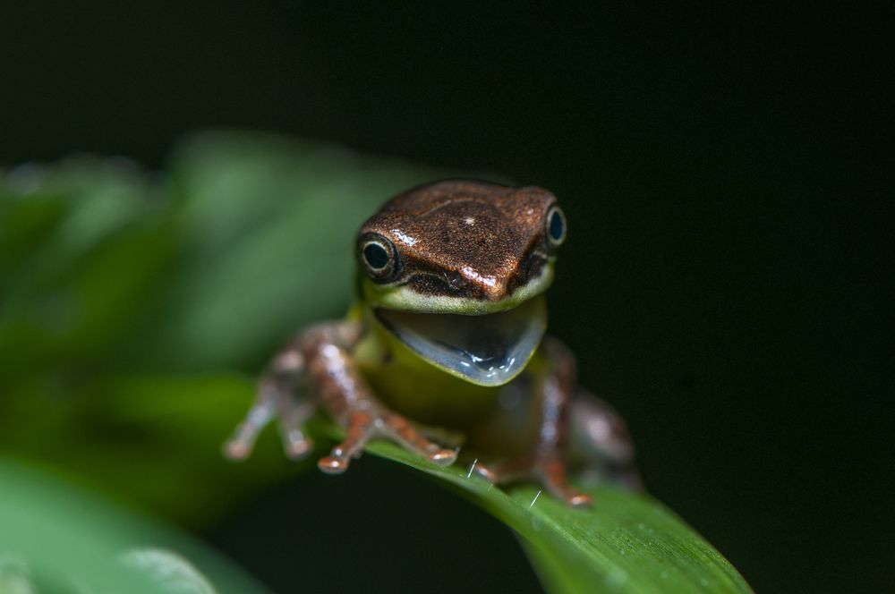 Photograph by Chamara Sulakkhana Polwatta Siriyalage
