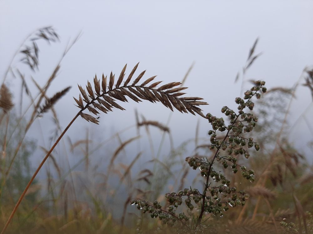 Осенняя трава