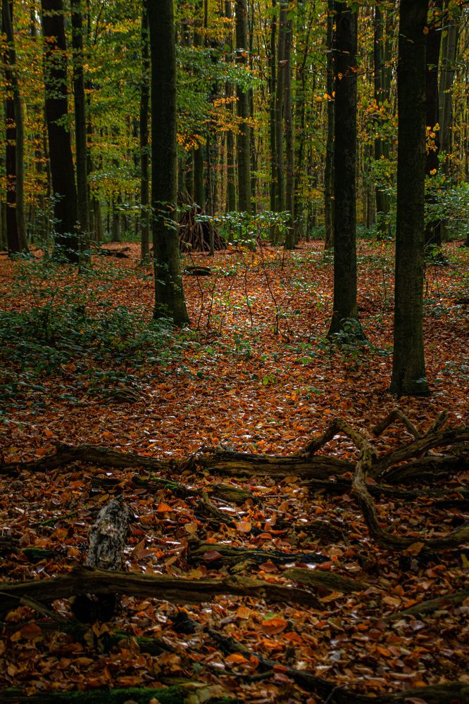 Photograph by Vitalii Kaznin