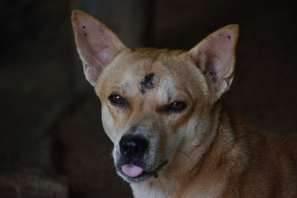 funny dog
