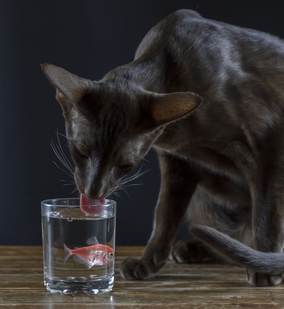 Photograph by Татьяна Феденкова