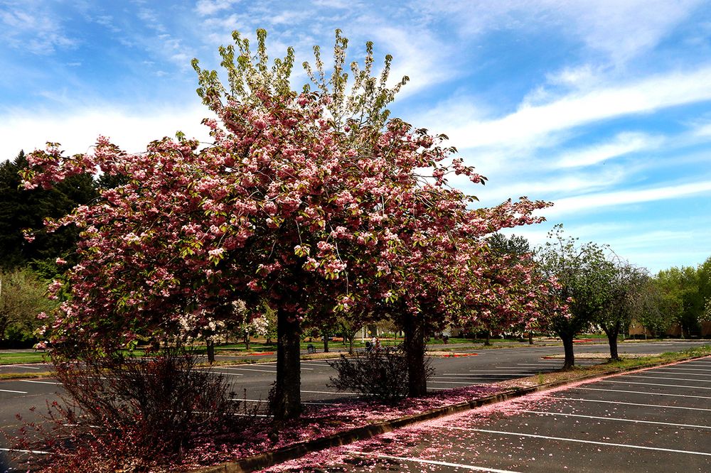 Фотография автора Mohana Murali Krishna Kavutharapu