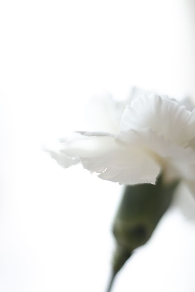 Photograph by Ольга Станкова