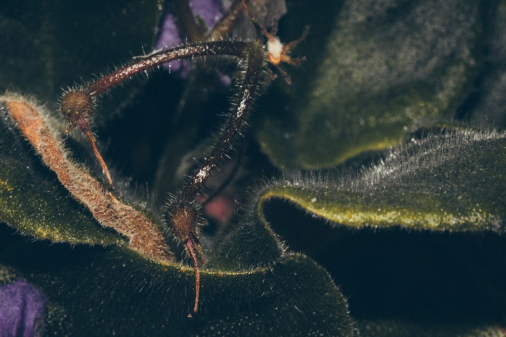 Фотография автора Николай Гришин