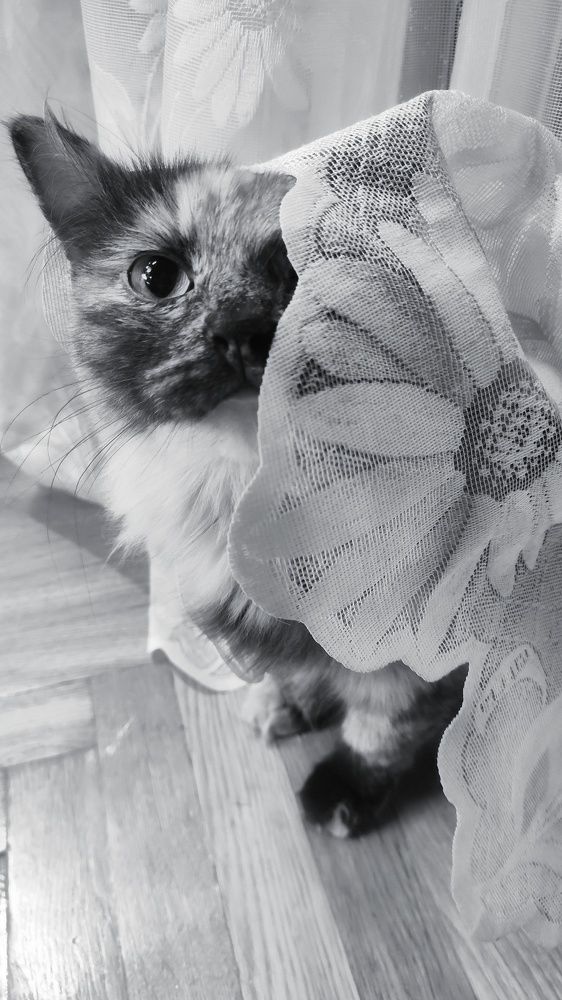 Любопытная скромница