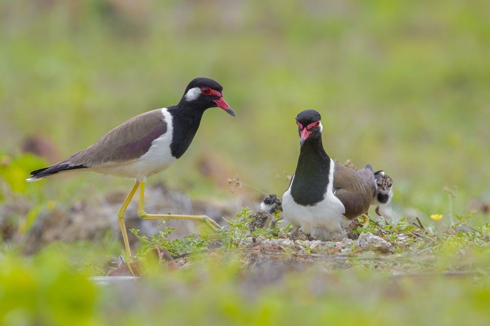 Red-wattled Lapwing
