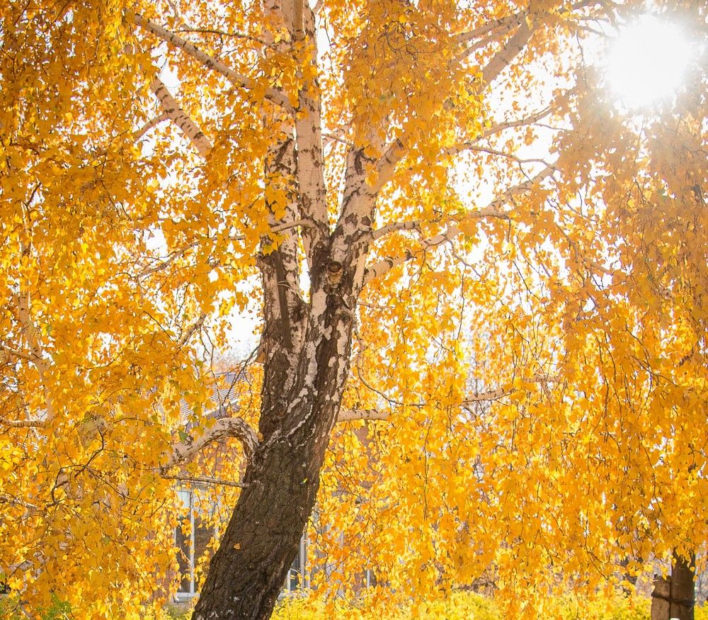 Золото осени