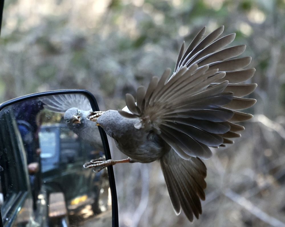 Тук-тук! Кто там?