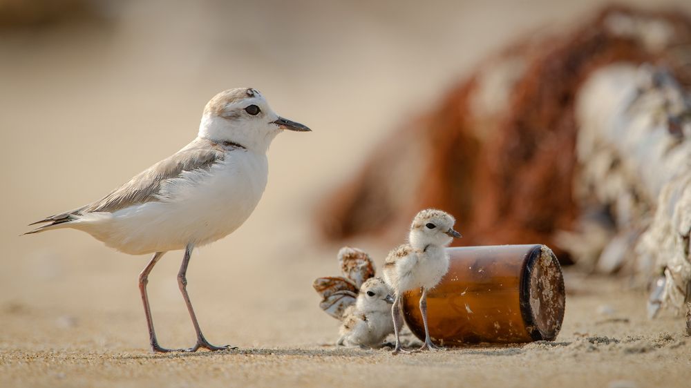 Plastic trash with wild birds