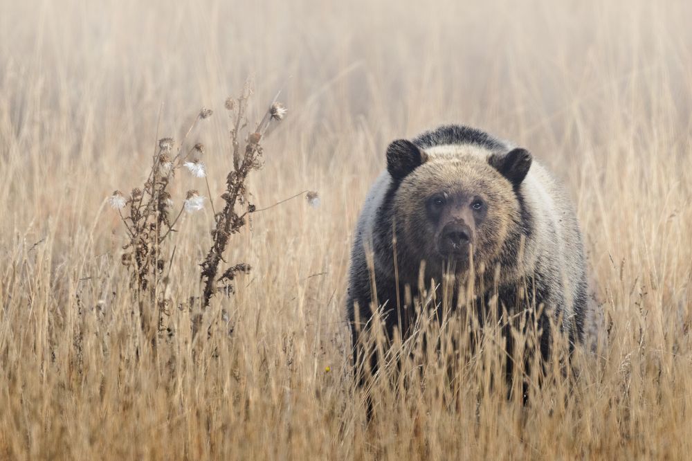 Grizzly Cub in the Fog