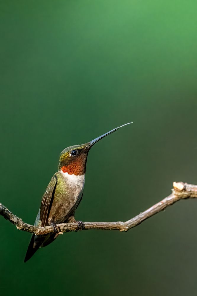 Photograph by Dave Miller