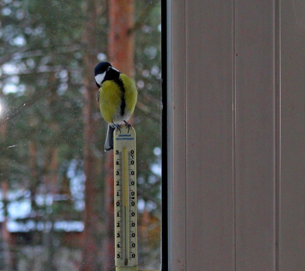 " Я прилетел на завтрак "
