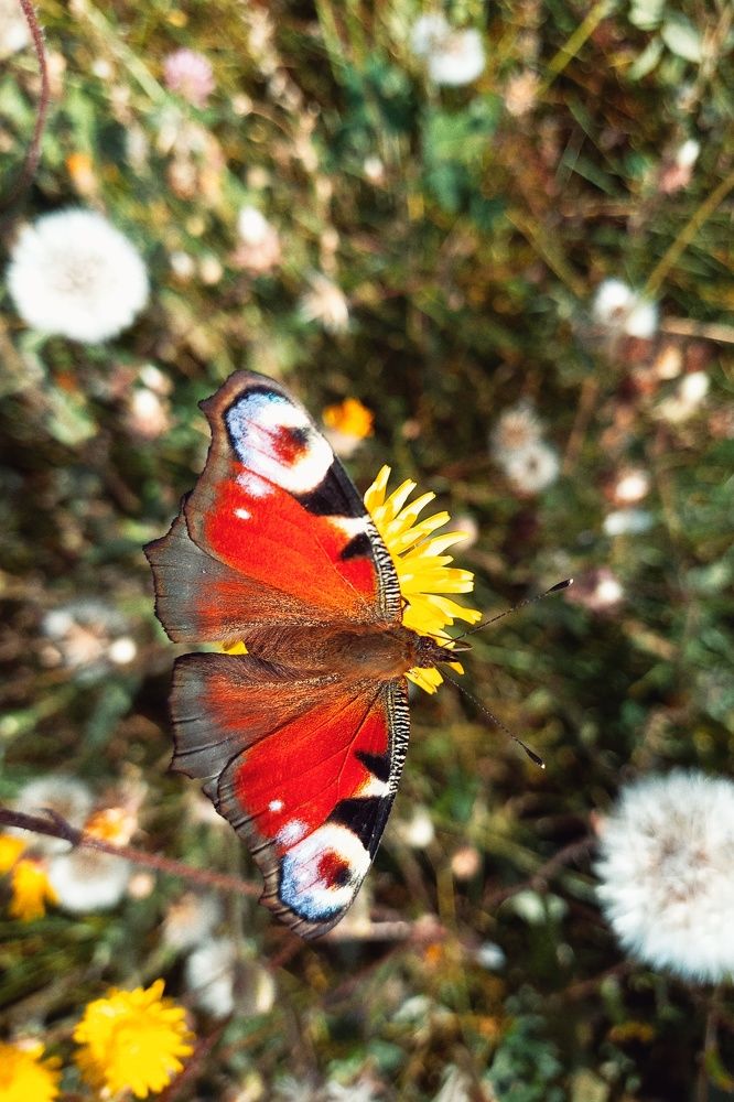 Photograph by Елена Никитина