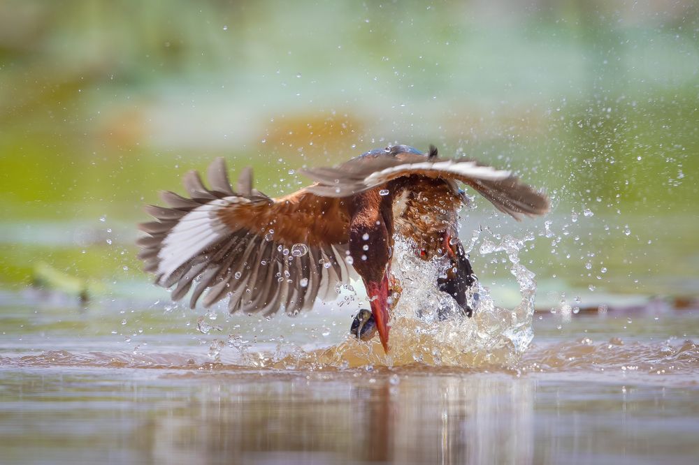 White-throated Kingfisher