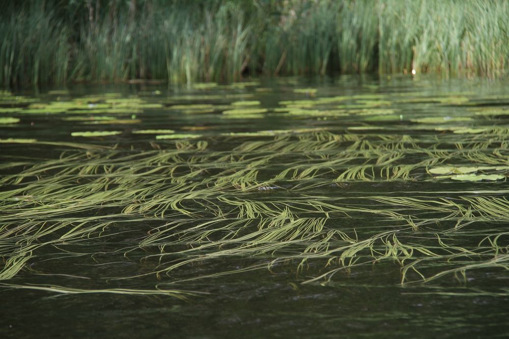 Фотография автора Анастасия Зверева