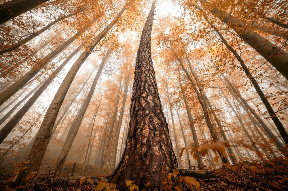 Photograph by Liviu Ciprian Hiticas