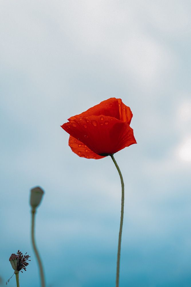 Фотография автора Татьяна Тур