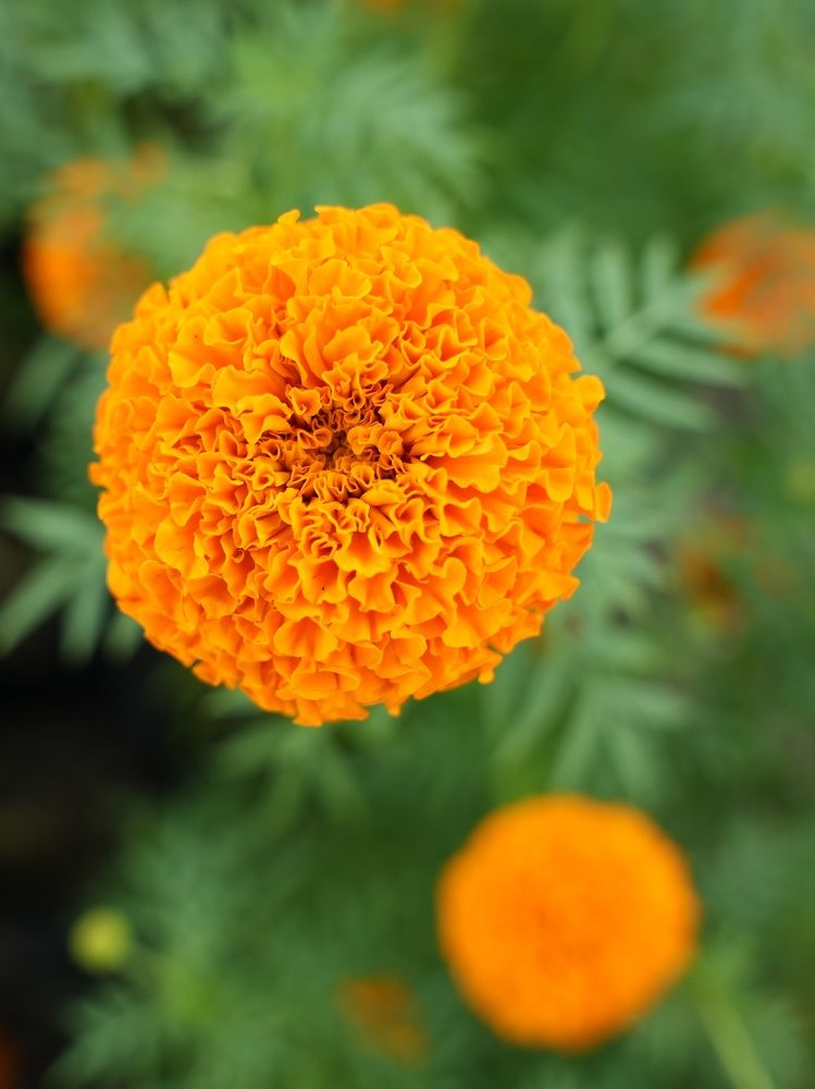 Photograph by Vivek Kumar Gupta