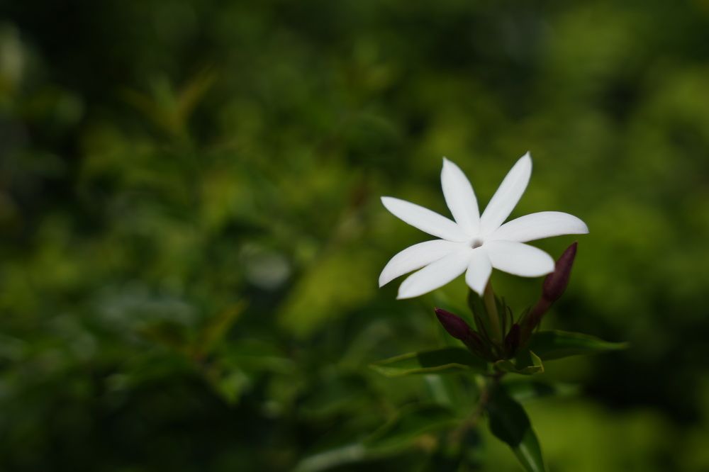 Photograph by Vivek Kumar Gupta