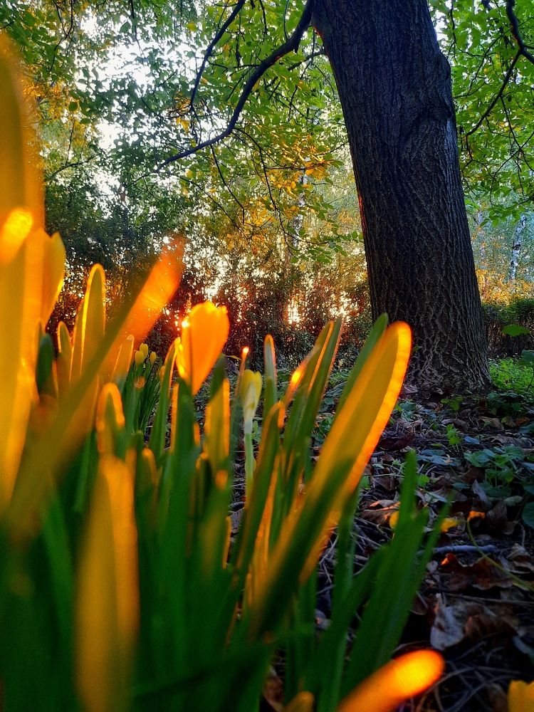 Фотография автора JELENA VASIC