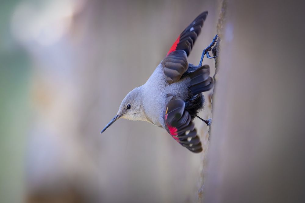 Photograph by Rin Võ