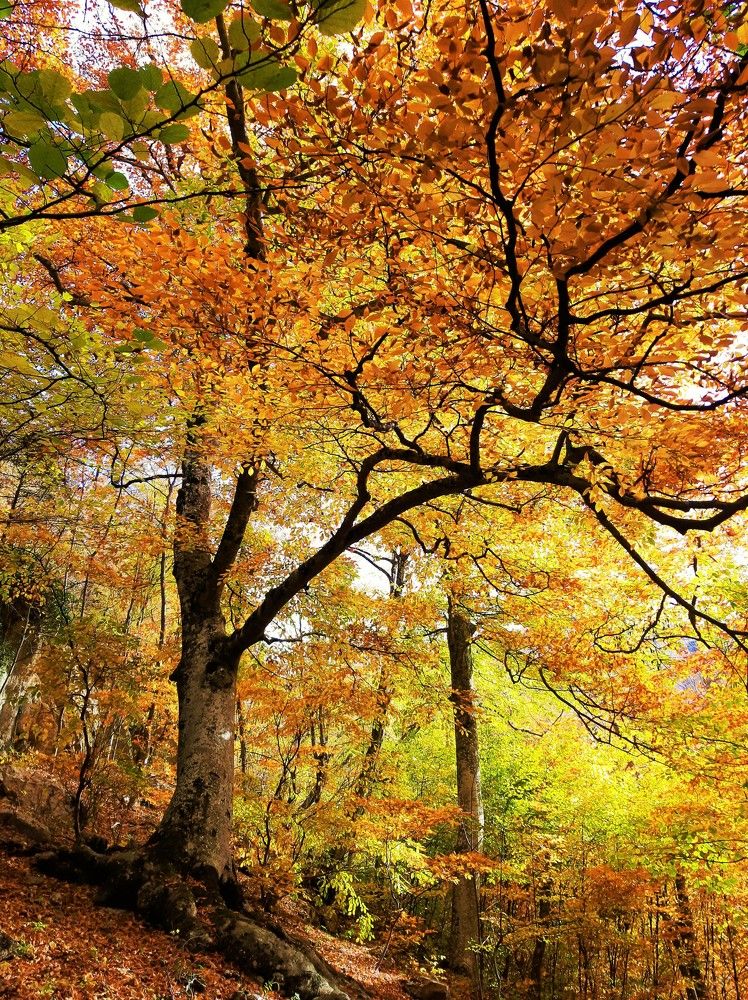 Золото каньона Узунджа