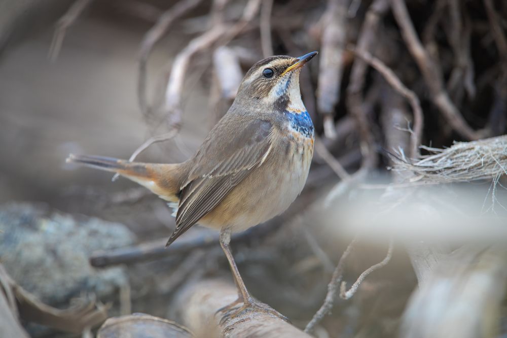 Photograph by Rin Võ