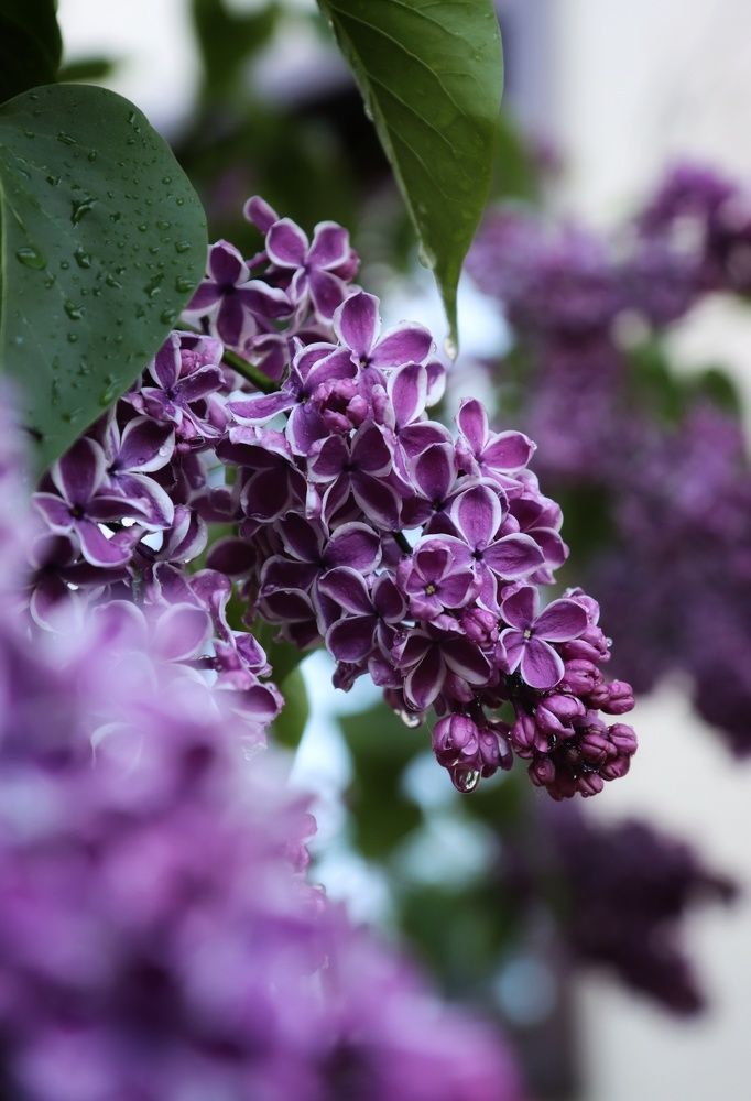 Photograph by Ирина Новицкая