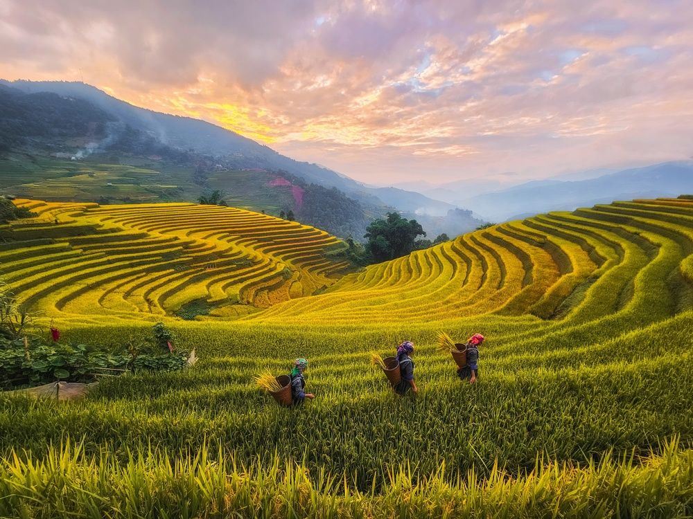 Sunset on terraced fields in Mu Cang Chai