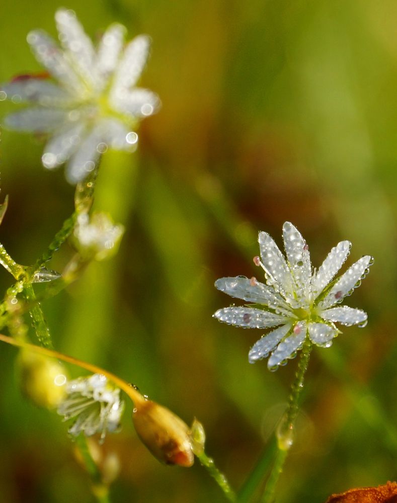 Космос утренней росы