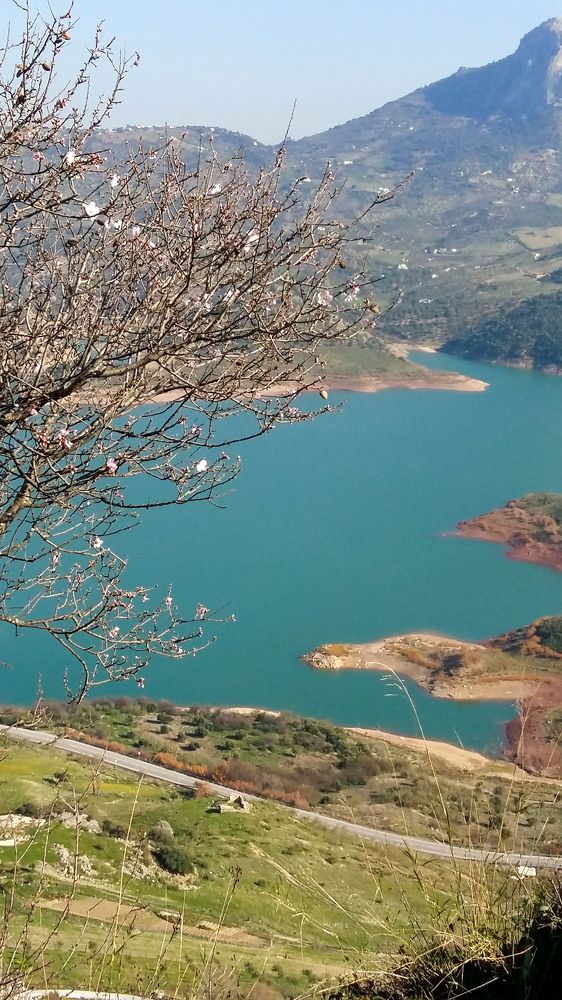 Цветущий миндаль