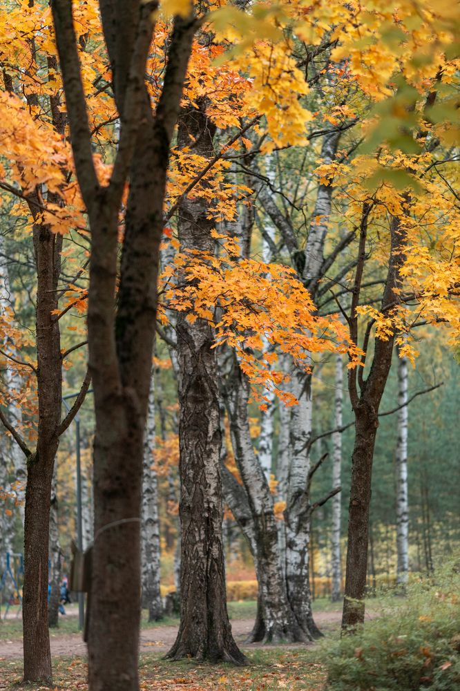 Фотография автора Александр Колдин