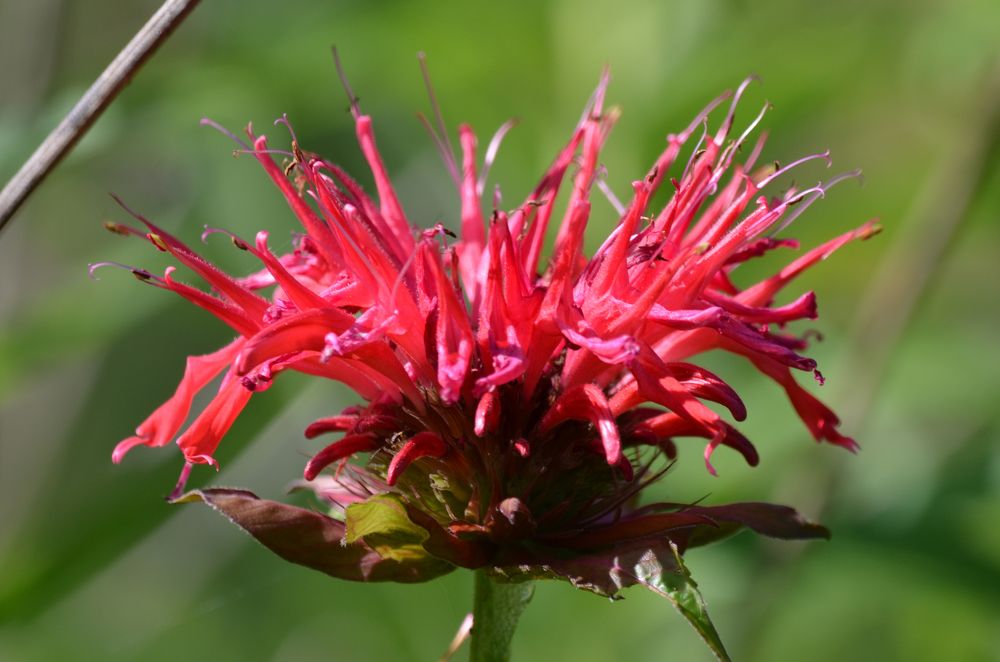 Photograph by Ken Oliver