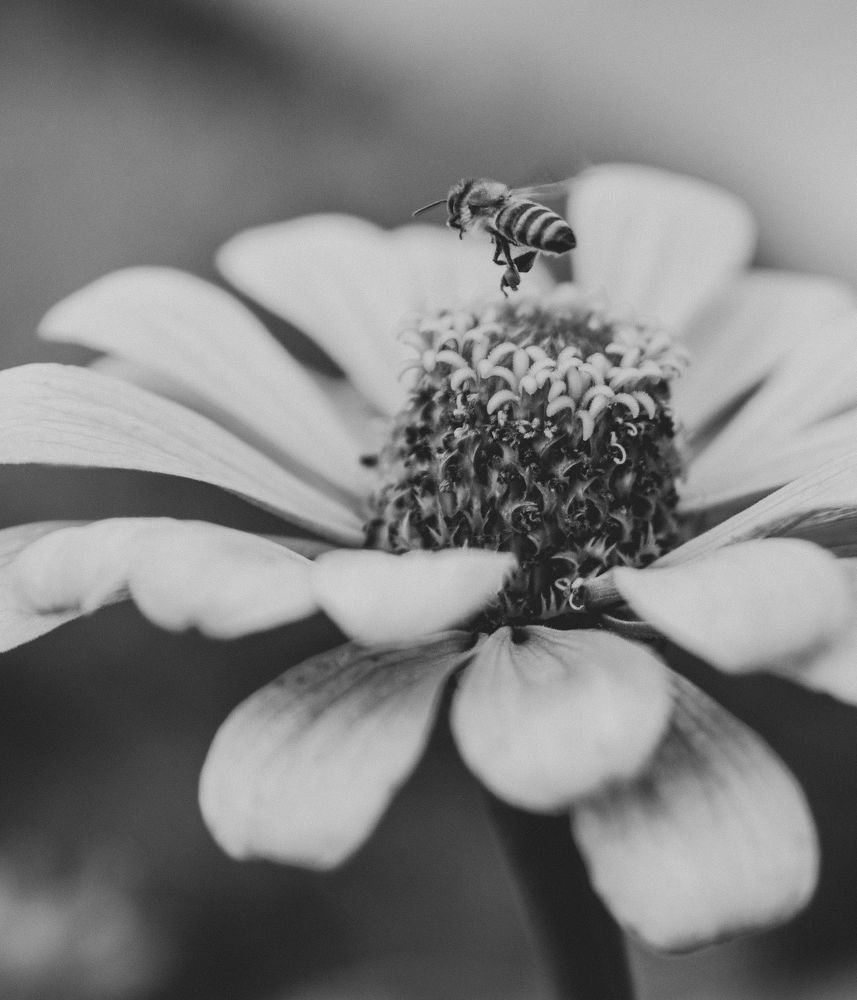 Photograph by Ксения Манухина