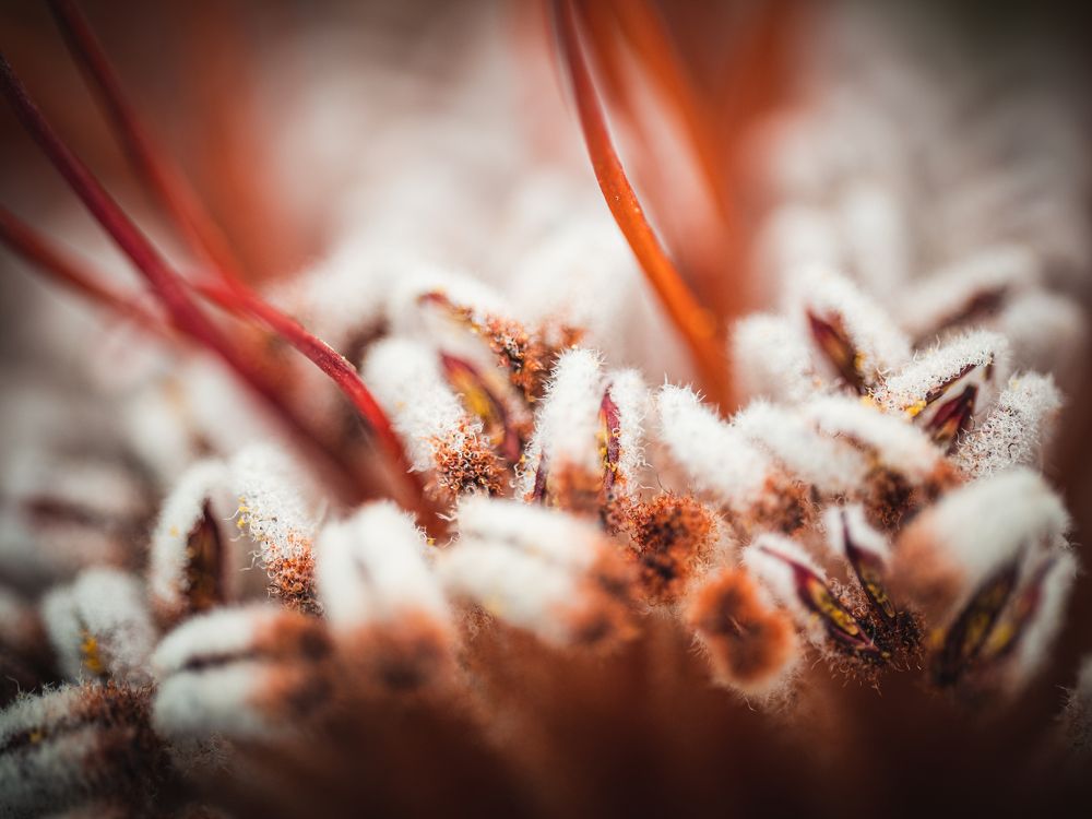 Photograph by Gevork Gukasyan