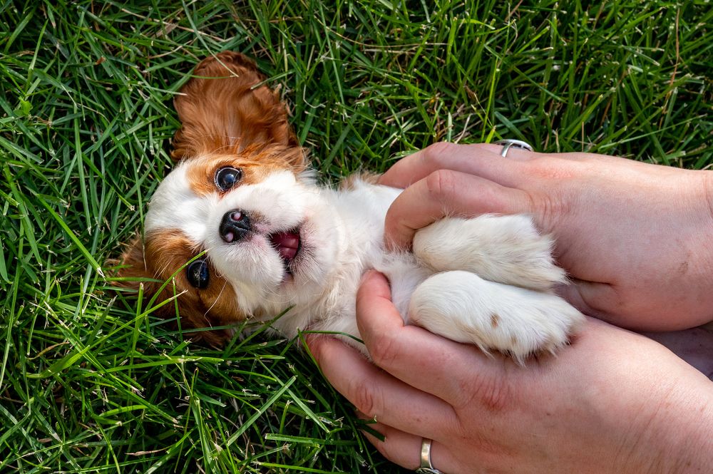 Photograph by Диана Бечина