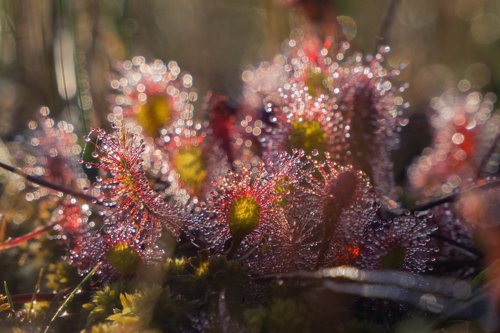 Photograph by Светлана Давыдова