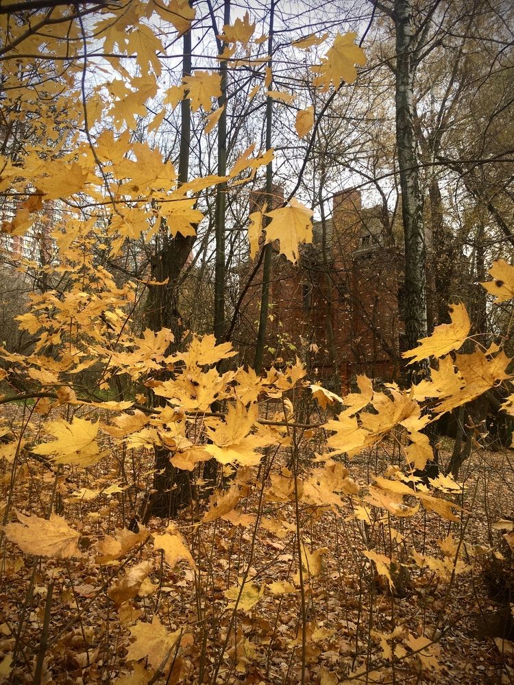 Фотография автора Ольга Горюнова