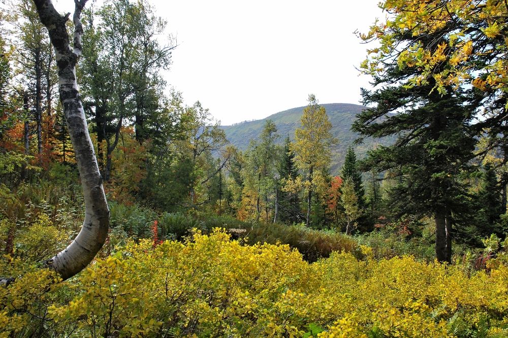 Фотография автора Сергей Тимофеев