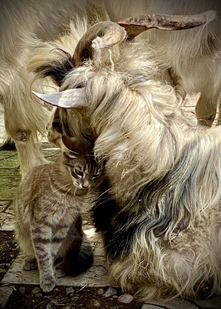 Фотография автора ГУЗАЛИЯ ГАНИЕВА