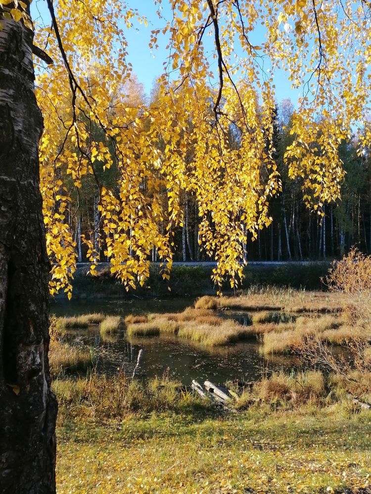 Photo #9728652