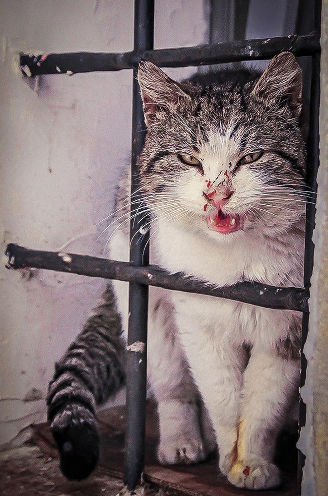 Не виноватый я . Март на дворе .