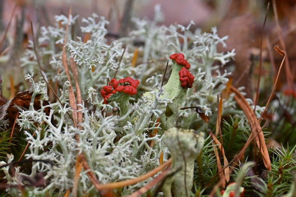 Фотография автора IRINA FILIPPOVA