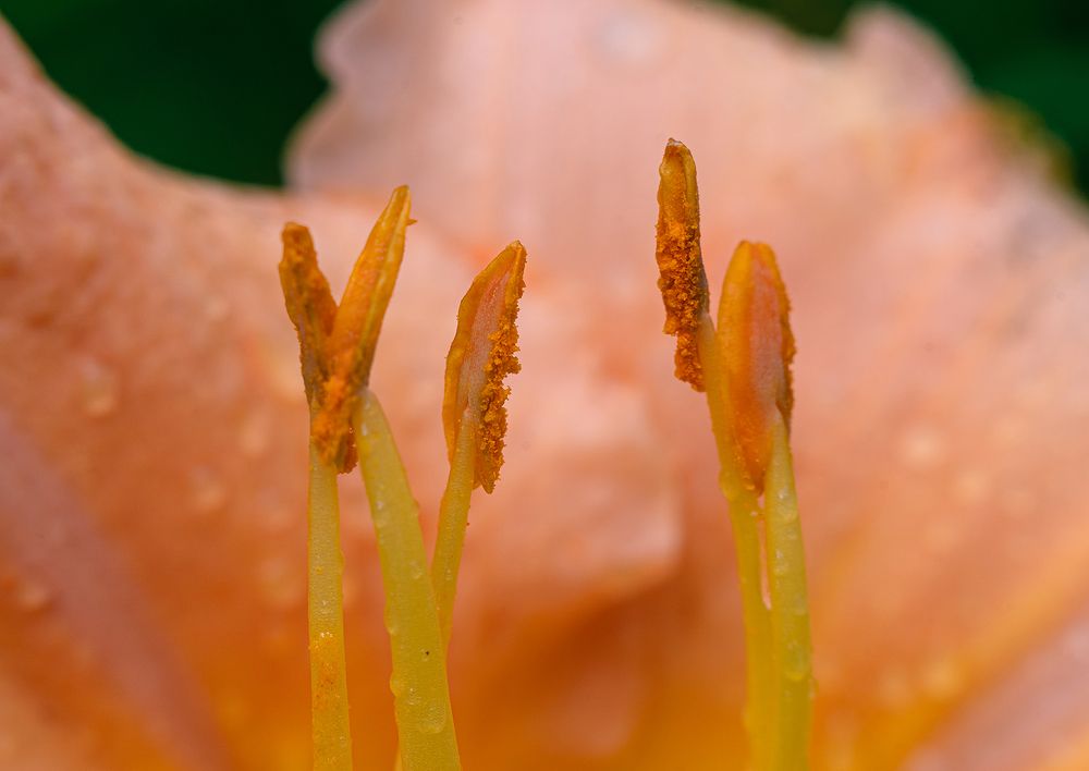 Photograph by Евгений Гонтов