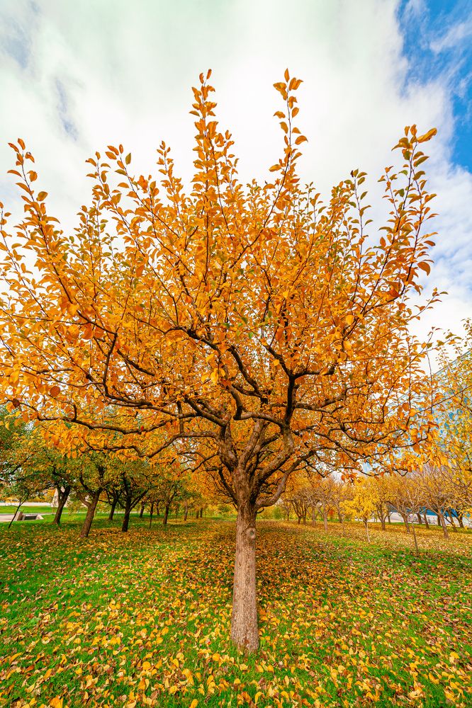 Photograph by Алексей Ефанов