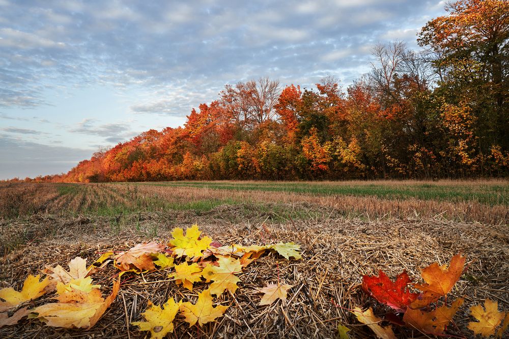 Осенний Липецкий закат
