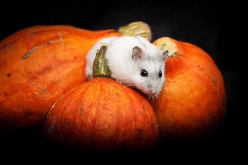 Photograph by Ольга Сельницына