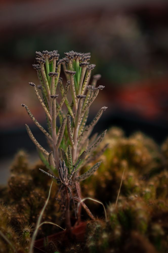 Photograph by Ольга Кудина