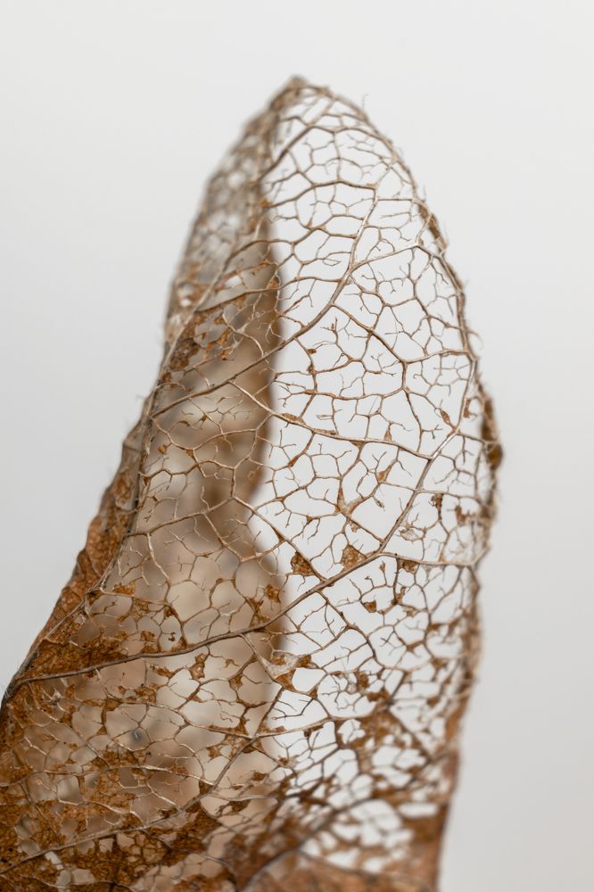 Photograph by Елена Амозова